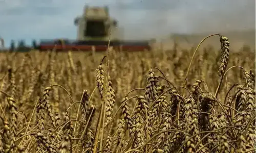EU wheat holds firm as Black Sea attacks continue