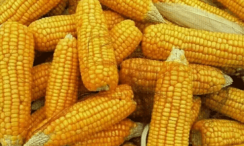 South Korea&rsquo;s NOFI tenders to buy up to 207,000 mt of corn