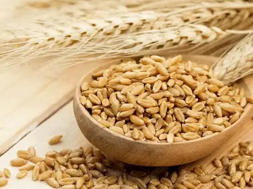 Jordan gets 5 participants in 120,000 mt barley tender
