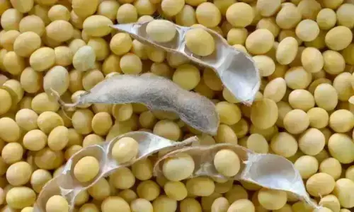 Chicago soybeans extend losses as US Midwest harvest expands Chicago soybeans extend losses as US Midwest harvest expands