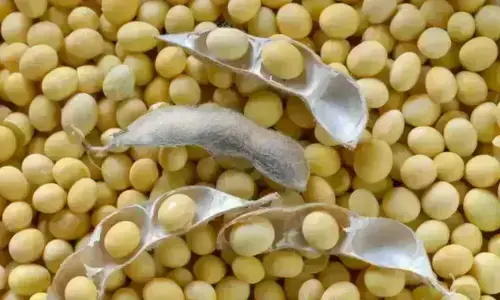China's soybean imports fall 7.7% in September from a year earlier