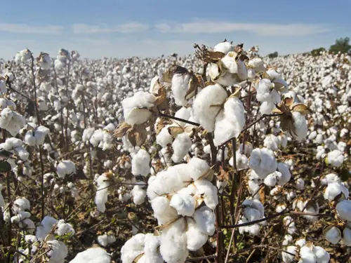 Volume of business satisfactory on cotton market