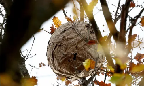 The hornets&rsquo; nest