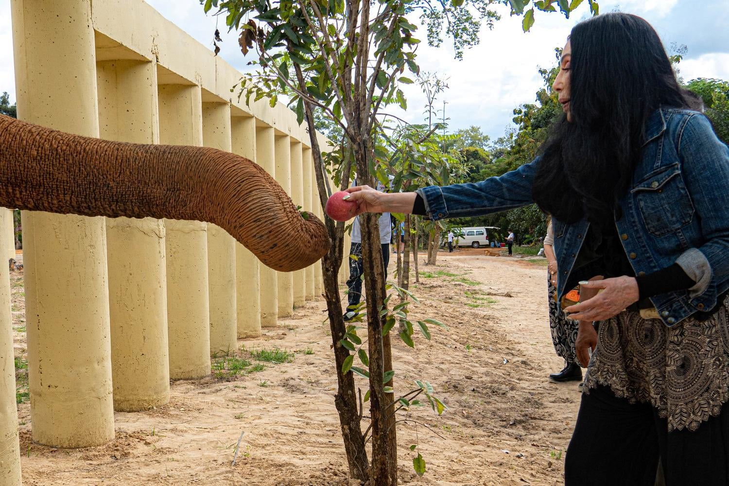 Singer Cher feeds Kaavan, an elephant transported from Islamabad to Cambodia.
