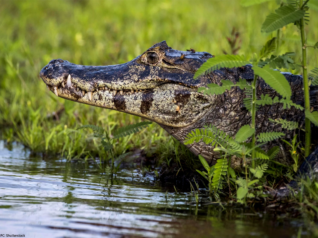 Article image Australian man fights off crocodile to survive attack