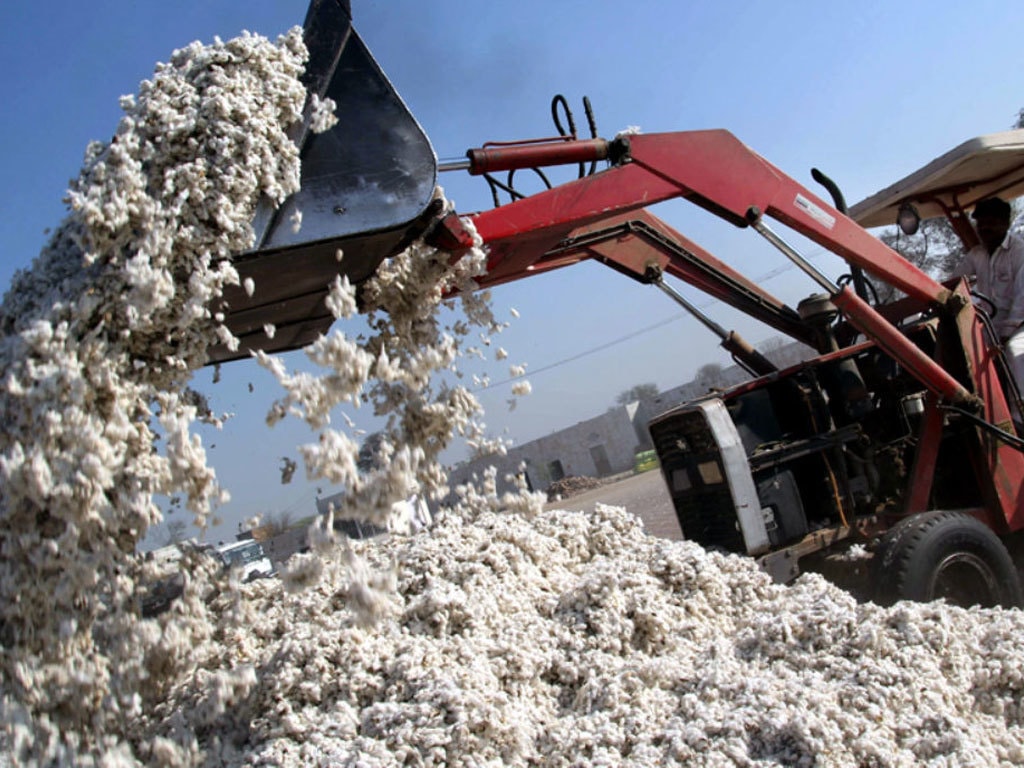 Govt urged to declare emergency for cotton production Pakistan