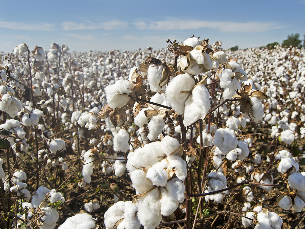 Minimum support price on cotton, but for whom? - BR Research - Business  Recorder