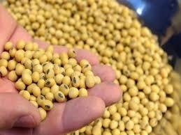 Soybeans edge higher on US crop concerns