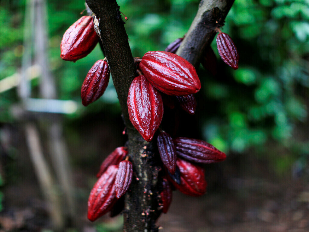 Coco May NY cocoa may extend gains to $2,298 - Markets - Business Recorder