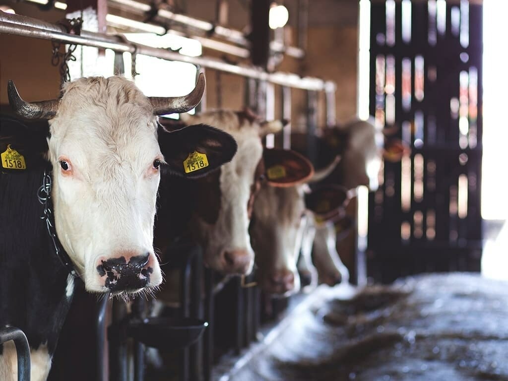 Minister, DG GCLI discuss animal breed improvement