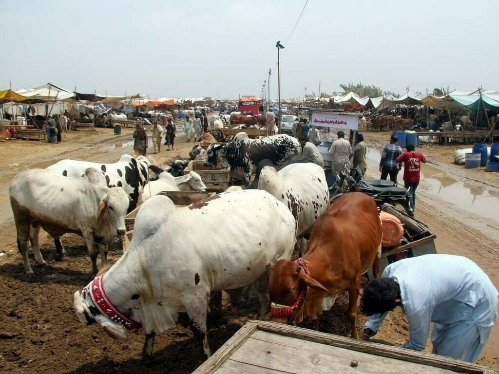 Eid-ul-Azha: over 1.1m animals sold across Punjab