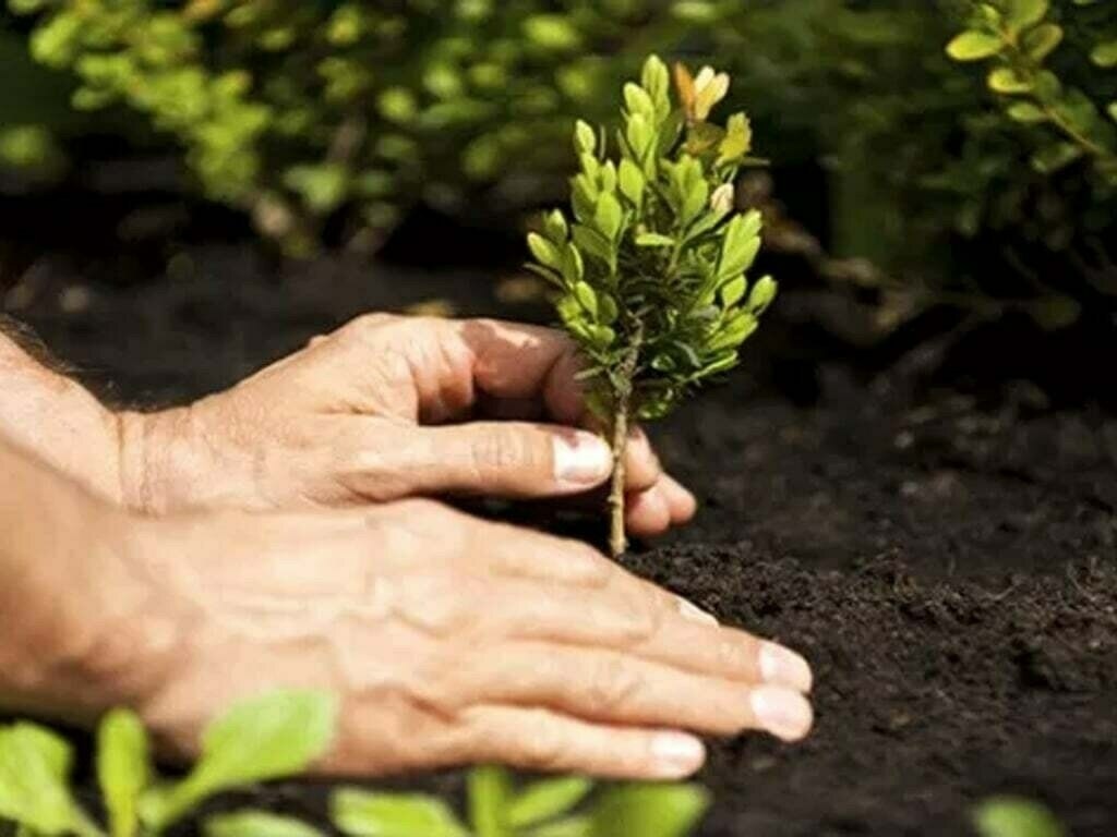 JI launches tree-plantation drive