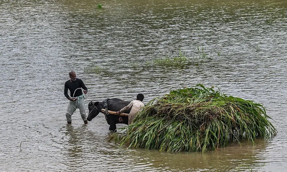  Farmers transport a heap of crops on a buffalo cart after heavy rainfall in the flood-affected area of Kasur district in Punjab province on August 24, 2025. 