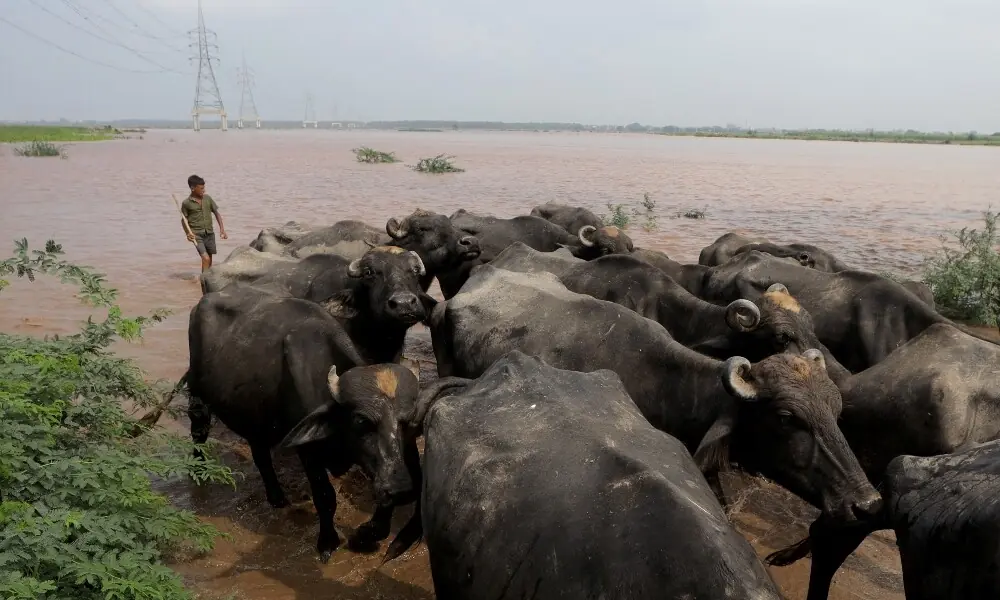A boy moves buffalo away from the waters of the Ravi river, following flood alerts after India opened the gates of major dams on rivers in its part of Kashmir after heavy rain, in Lahore on August 27, 2025. Photo: Reuters