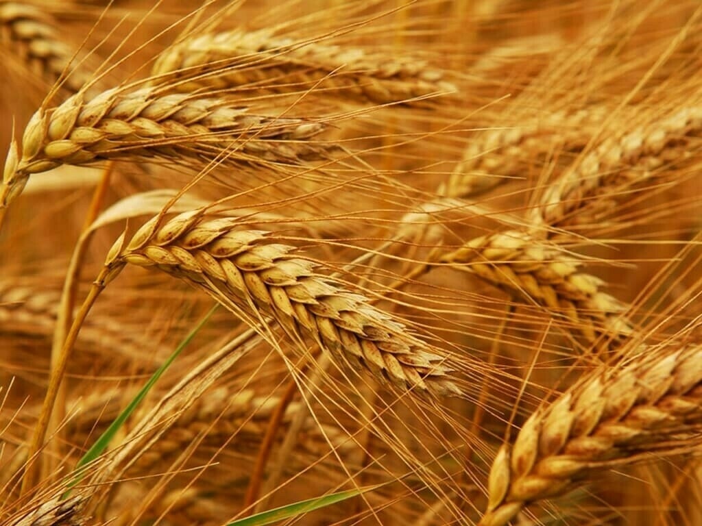 ‘Grow More Wheat’ competition: Jhang’s farmer bags 1st position