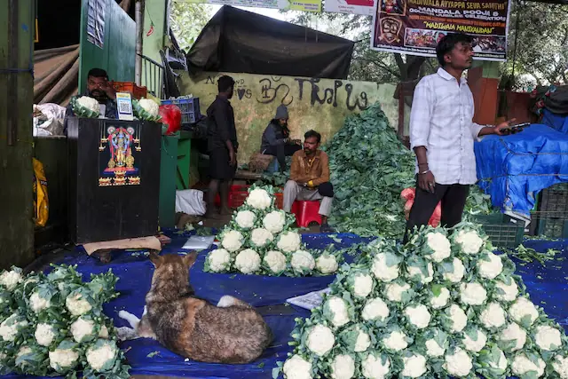 Vendors sit at a vegetable stall selling cauliflowers at a market in Bengaluru, India, January 12, 2026. File Photo: Reuters Vendors sit at a vegetable stall selling cauliflowers at a market in Bengaluru, India, January 12, 2026. File Photo: Reuters
