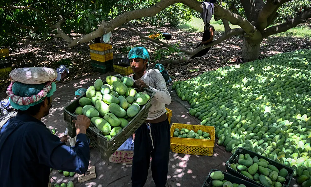 This photograph taken on June 4, 2026 shows workers carrying sorted mangoes at an orchard in Hyderabad City, in Pakistan's Sindh province. Photo: AFP This photograph taken on June 4, 2026 shows workers carrying sorted mangoes at an orchard in Hyderabad City, in Pakistan's Sindh province. Photo: AFP