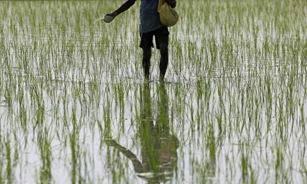 A worker spreads fertiliser in a paddy field in Karnal, in the northern state of Haryana, India, June 18, 2026. REUTERS
