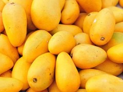 Pakistan exports mangoes to Russia for the first time via road