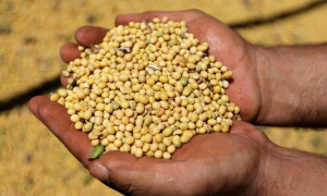 Soybeans set for biggest monthly gain since Feb 2022; wheat eases