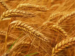 Wheat slips to 8-week low as big Southern Hemisphere harvests boost supply
