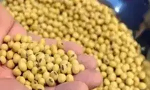Soybeans head for weekly gain as stronger Brazilian real boosts US competitiveness Soybeans head for weekly gain as stronger Brazilian real boosts US competitiveness
