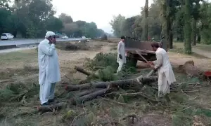 Islamabad picks concrete over trees, angering residents Islamabad picks concrete over trees, angering residents