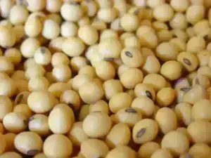 Soybeans firm on higher oil prices; wheat, corn gain