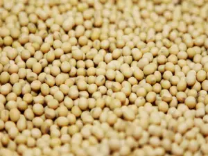 Chicago soybeans continue gains on rising soyoil prices