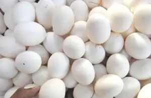 Pakistan egg producer eyes to raise Rs637mn via IPO