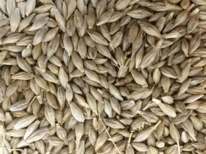Turkey gets offers in 175,000 metric ton of barley purchase Turkey gets offers in 175,000 metric ton of barley purchase