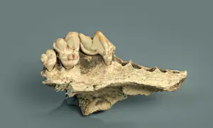 Genetic study identifies earliest-known dog, dating to 15,800 years ago