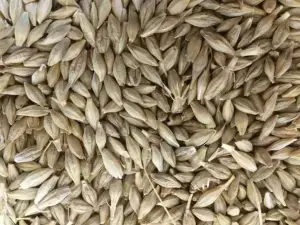 Jordan tenders to buy 120,000 metric tons feed barley, traders say