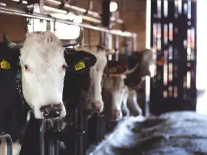 Jam Kamal stresses financing reforms for dairy sector growth