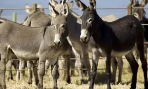 Donkey meat from Gwadar free zone will be allowed for export