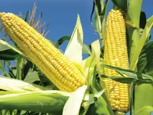 South Korea’s MFG tenders for up to 210,000 MT of corn South Korea’s MFG tenders for up to 210,000 MT of corn