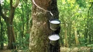 Japan rubber futures extend losses, high spot prices squeeze margins