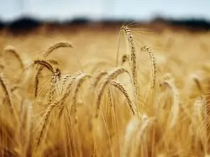 No wheat shortage in country, reserves adequate: minister