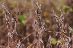 India cancels soymeal export deals, turns to African soybean imports, sources say