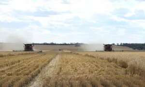 Wheat slips further as Northern Hemisphere harvests loom Wheat slips further as Northern Hemisphere harvests loom