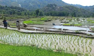 KP to launch agri uplift schemes in merged districts