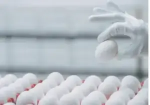 Wahdat Poultry purchases 100,000 birds through IPO proceeds