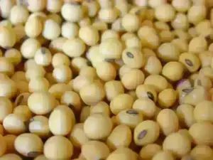 Chicago wheat falls to two-month lows on ample supply, corn and soybeans also down