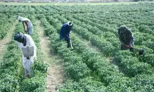 طویل انتظار کے بعد درست سمت میں قدم طویل انتظار کے بعد درست سمت میں قدم