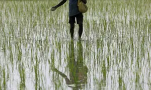 India's summer crop planting lags after slow monsoon start India's summer crop planting lags after slow monsoon start