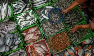 Pakistan's seafood exports hit record $568mn in FY26 Pakistan's seafood exports hit record $568mn in FY26