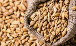 PTI criticises govt’s wheat policy, demands forensic audit of stocks PTI criticises govt’s wheat policy, demands forensic audit of stocks