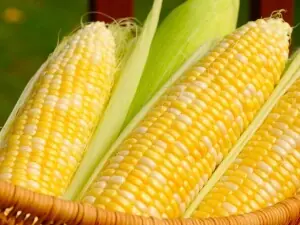 Corn rebounds as heat dents US ratings, soybeans down Corn rebounds as heat dents US ratings, soybeans down