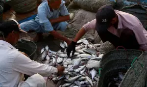 National fisheries policy being prepared to unlock $10bn potential: minister National fisheries policy being prepared to unlock $10bn potential: minister