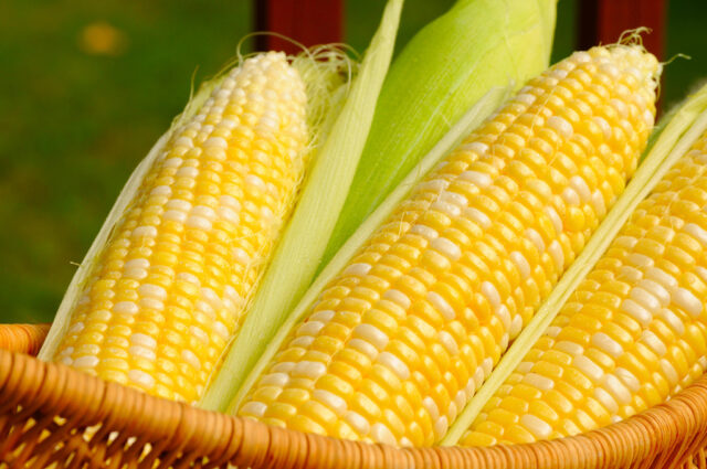 CBOT corn ends up on bargain-buying, positioning ahead of USDA